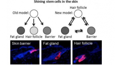 New stem cell study challenges skin renewal perception