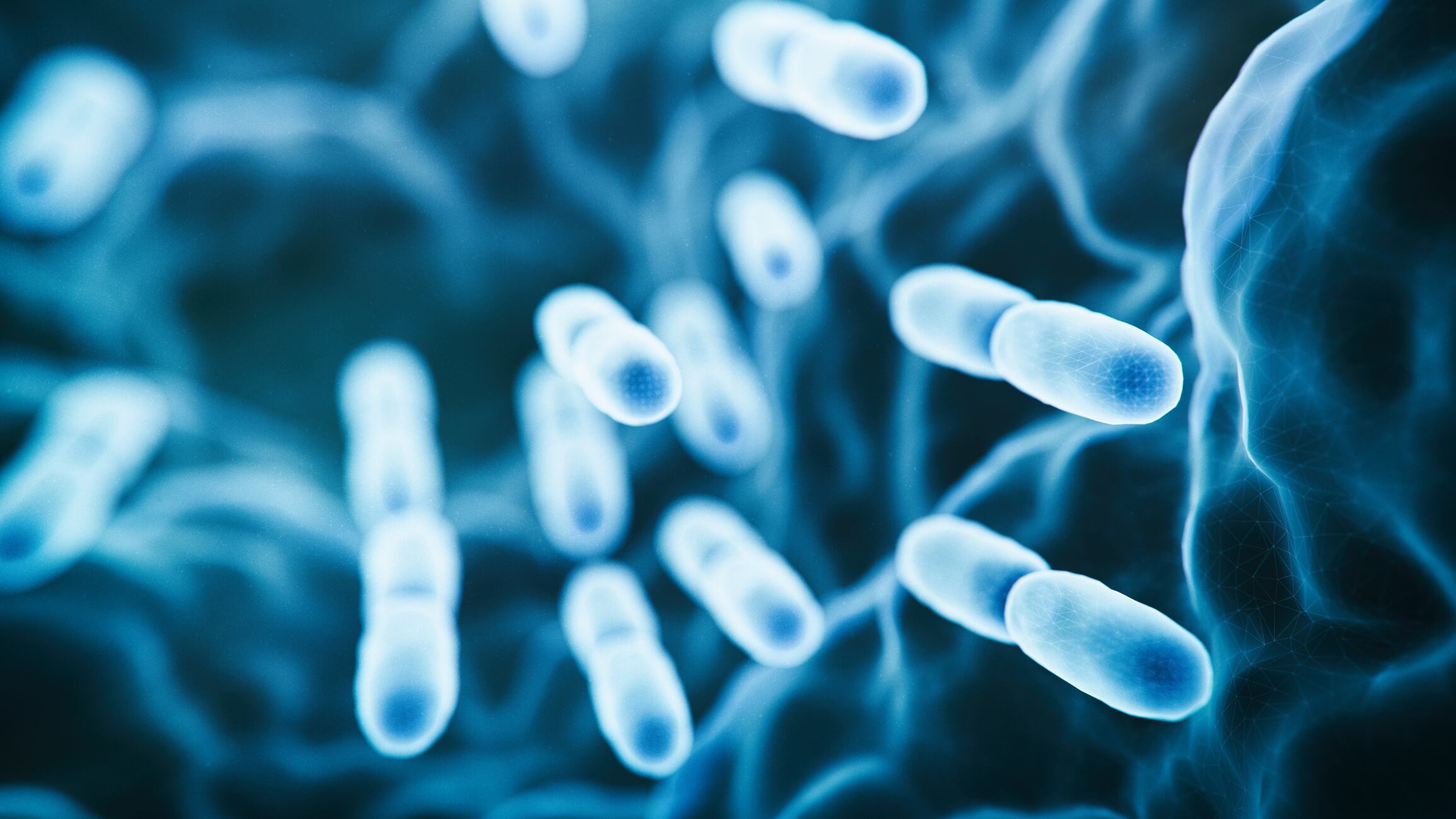 Study finds use of live probiotic in topical ointment could mitigate aging signs