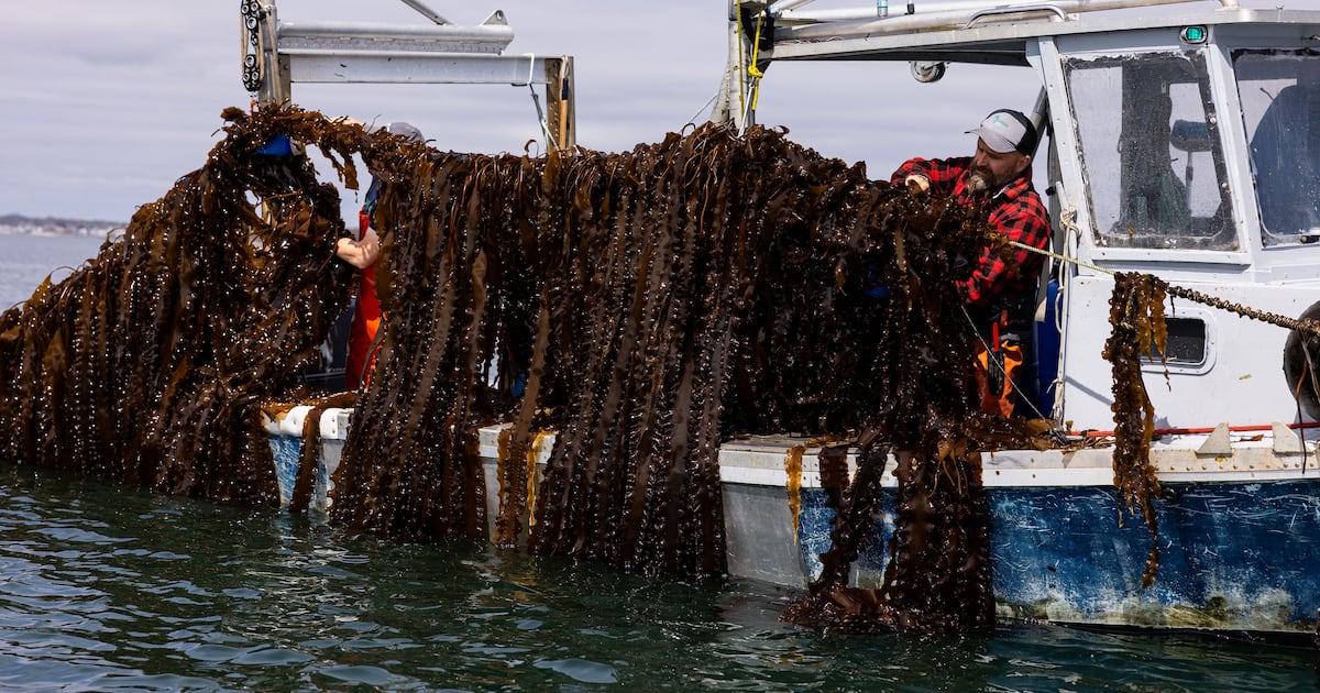 Kelp CoLab offers R&D boost for cosmetics innovators Kelp CoLab offers R&D boost for cosmetics innovators
