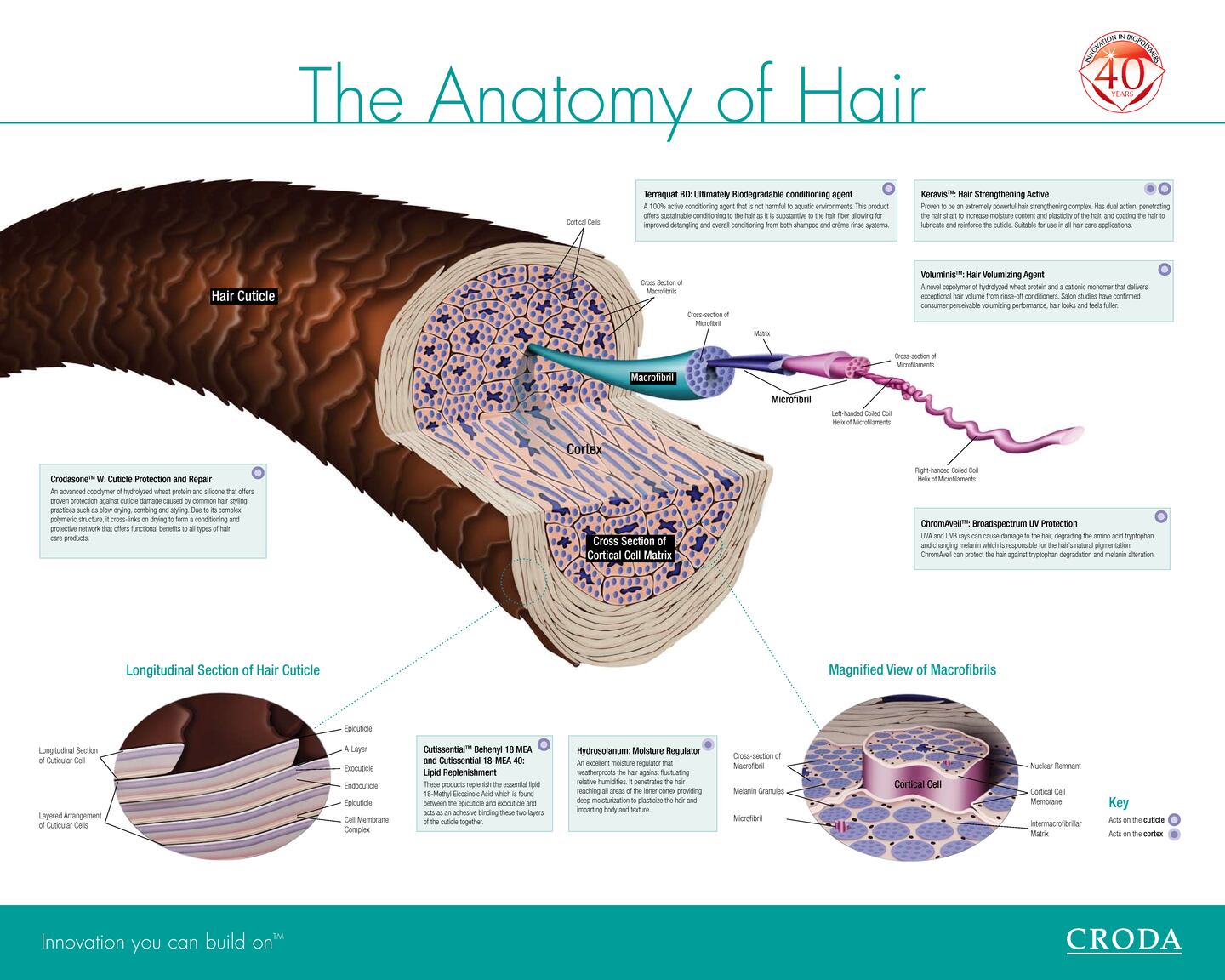 Croda-Inc-TP-Cosmetics-2017-Science-of-Hair-Strength.png