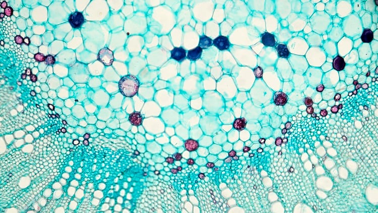 Beauty Ingredient Tech Boom: biotech inputs reach an ever-expanding cosmetics and personal care market