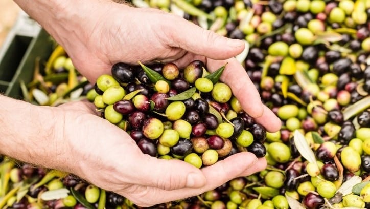 Unlocking potential: Australian olive oil producers urged to upcycle pomace for cosmetics as health, wellness interests surge