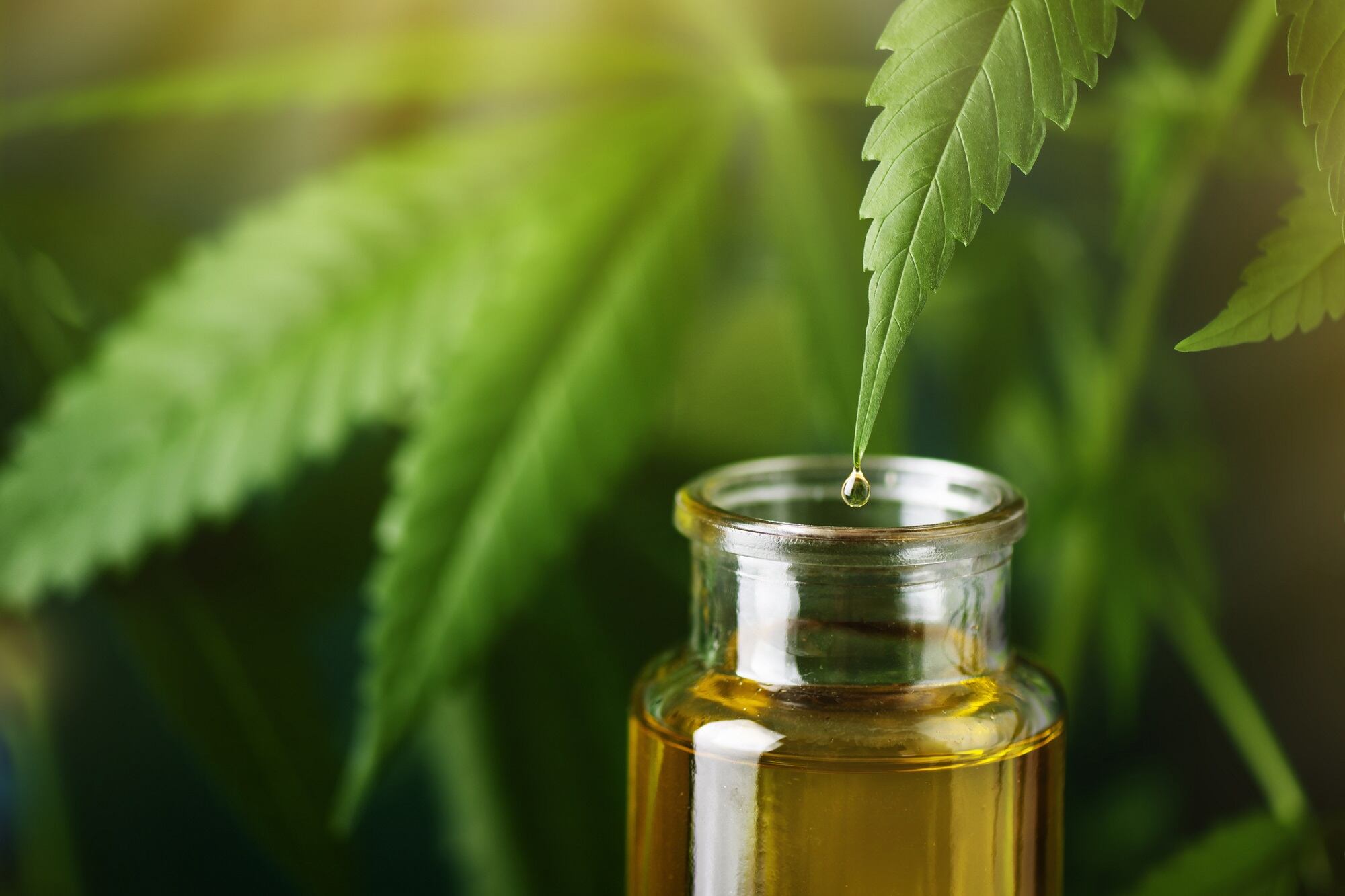 NOW launches new line of THC-free CBD topical products