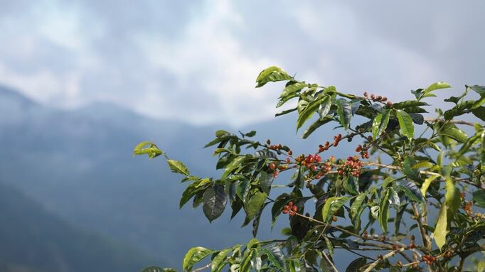 Coffee-berry-extract-could-have-anti-aging-hair-loss-potential.jpg