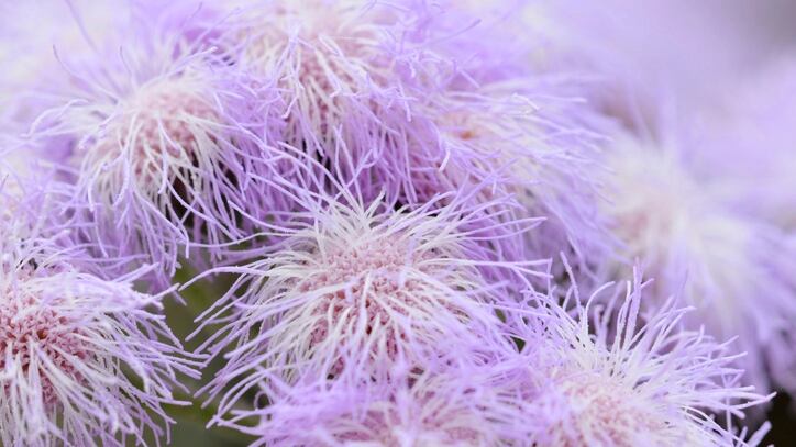 cosmetic-applications-for-medicinal-plant-family-Eupatorium.jpg