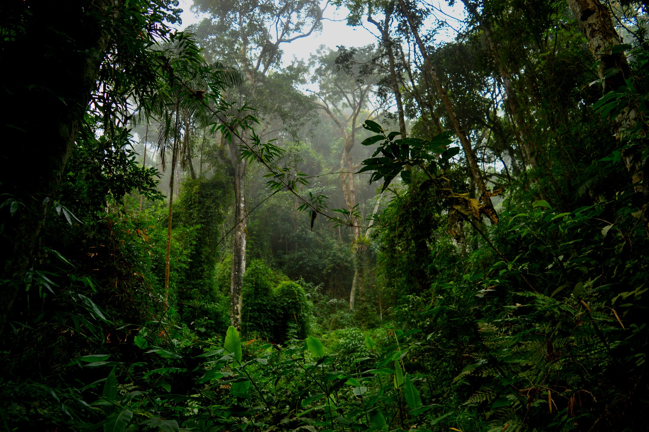 "The overarching narrative here is that the fruits of the partnership are 'from Brazil, for Brazil,'" Fabiana Munhoz, sustainability director at IFF Scent.