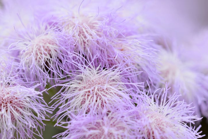 Three possible cosmetic applications for medicinal plant family Eupatorium