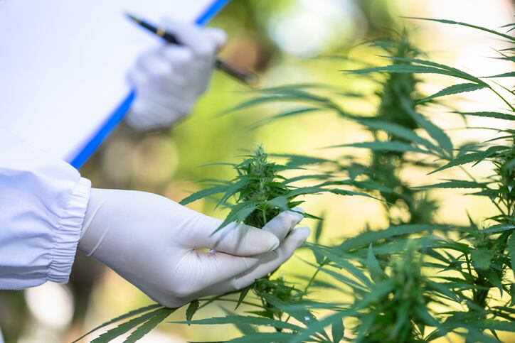 Beyond CBD? Any of the 100+ minor cannabinoids could be a ‘rock star’ beauty active, says Treehouse Biotech