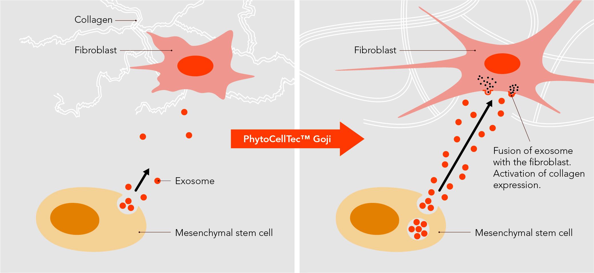 PhytoCellTec_Goji_Exosomes_from_Mesenchymal_Stem_Cells_Rejuvenate_Fibroblasts.jpg