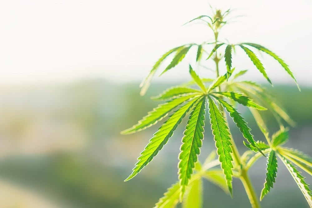 Avicanna-partners-on-cannabis-testing-lab-in-Colombia.jpg