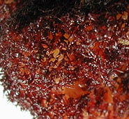 plant_seaweed_fiji-discovery3.jpg