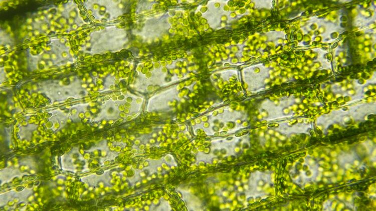 Will-chlorophyll-be-the-next-big-skin-care-ingredient-trend.jpg