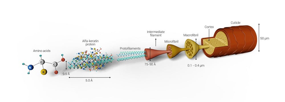 Figure_1_Allinea.jpg
