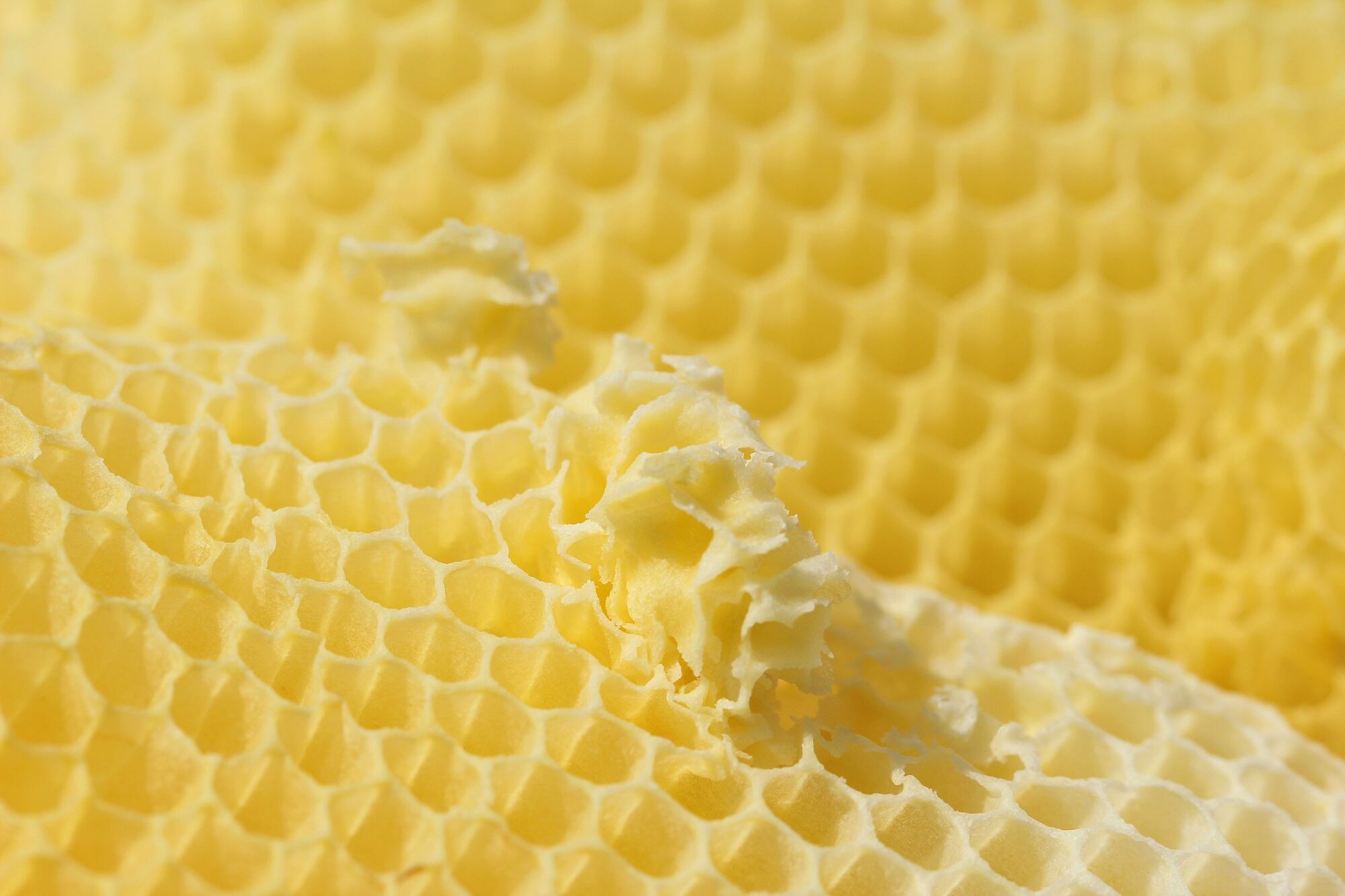 Burt's Bees Head of Clinical and Scientific Affairs presents key research findings at IDS 2023