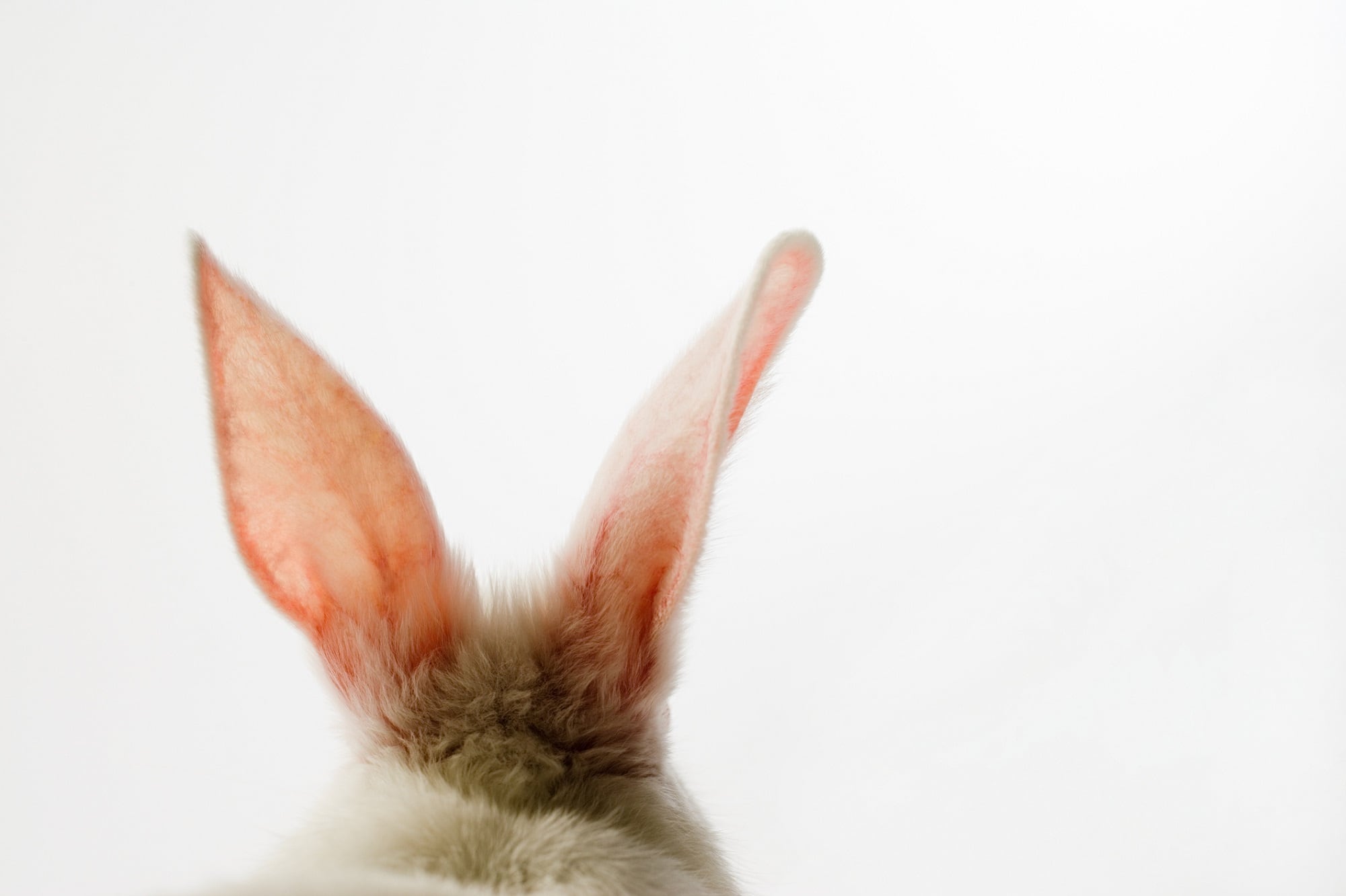 Men’s fragrance brand Axe added to PETA’s Beauty Without Bunnies program