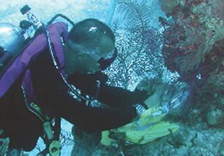 nautilus-diver.jpg