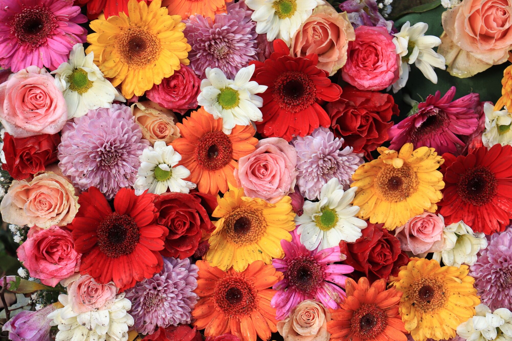 Macy’s 48th Annual Flower Show offers a unique sensory experience to shop for DIOR and other fragrances