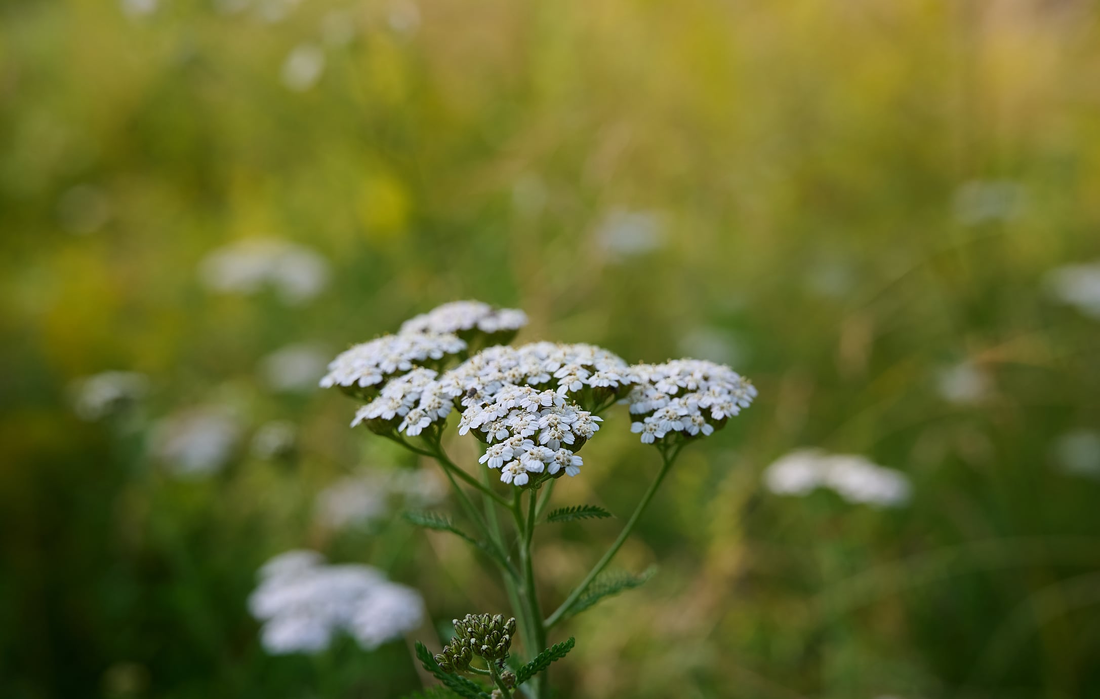 "The results support the feasibility of using A. millefolium in nanoemulsions with photoprotective purposes, pointing to promising perspectives for the development of innovative phytocosmetics," researchers wrote.
