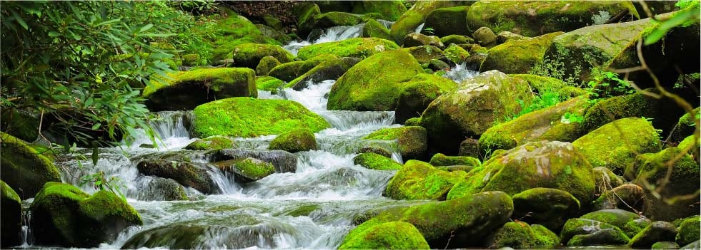 Skin-resilience-with-moss-active.jpg
