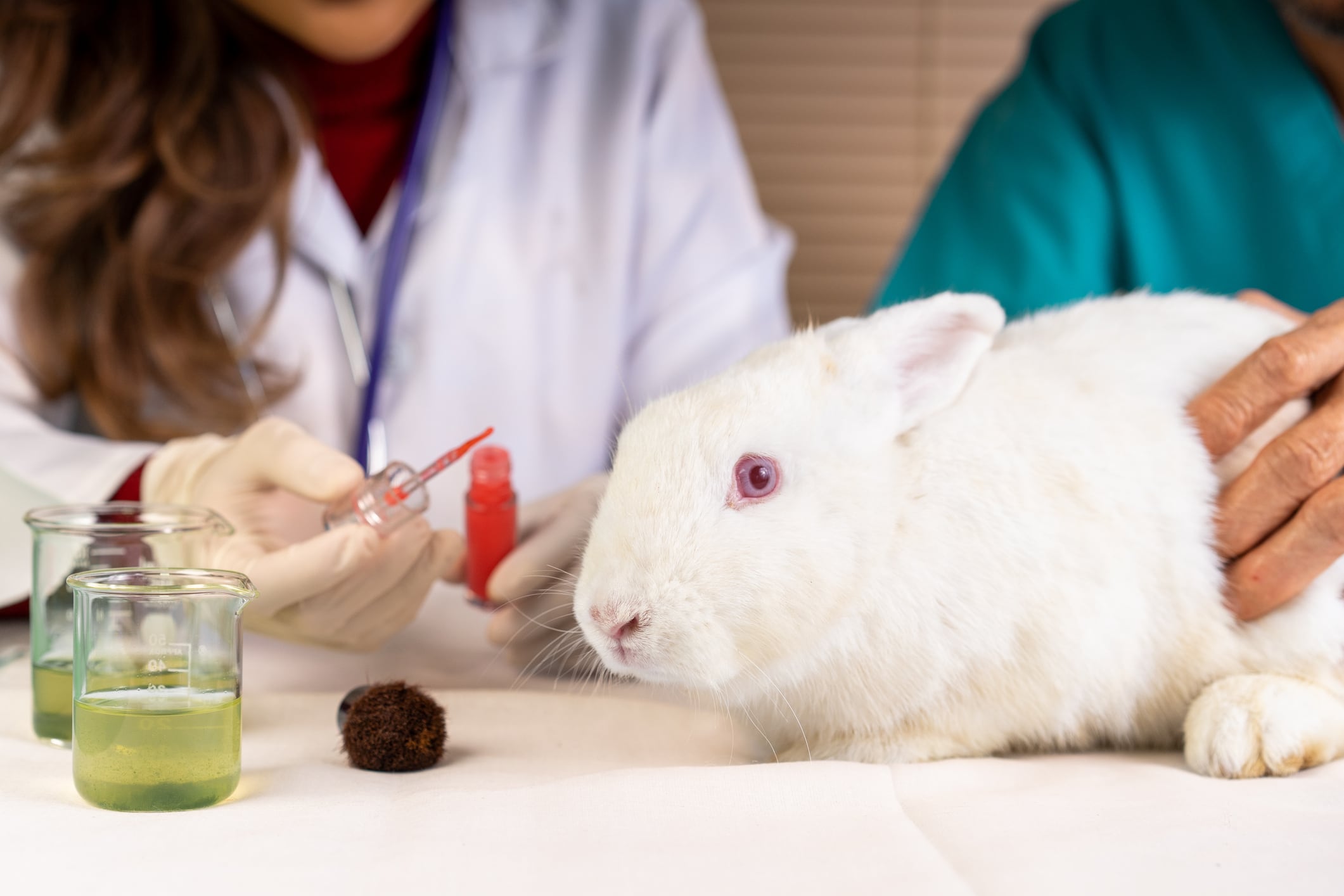 EU to end animal testing for cosmetics ingredients in 2026