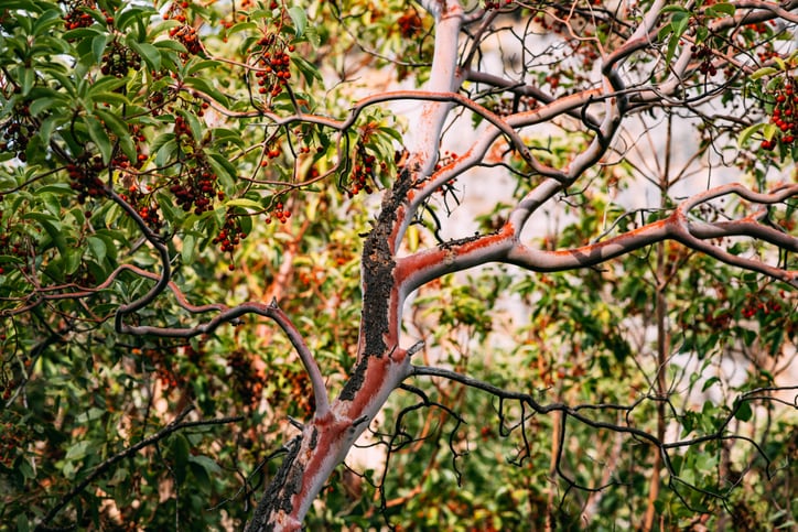 To fragrance and beyond: Quintis on Australian-grown sandalwood in personal care