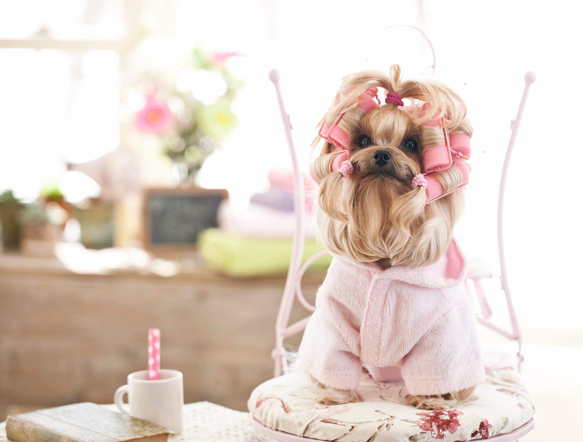 Pet grooming and beauty