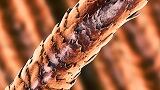 Human hair proteome profiling reveals the importance of KAPs