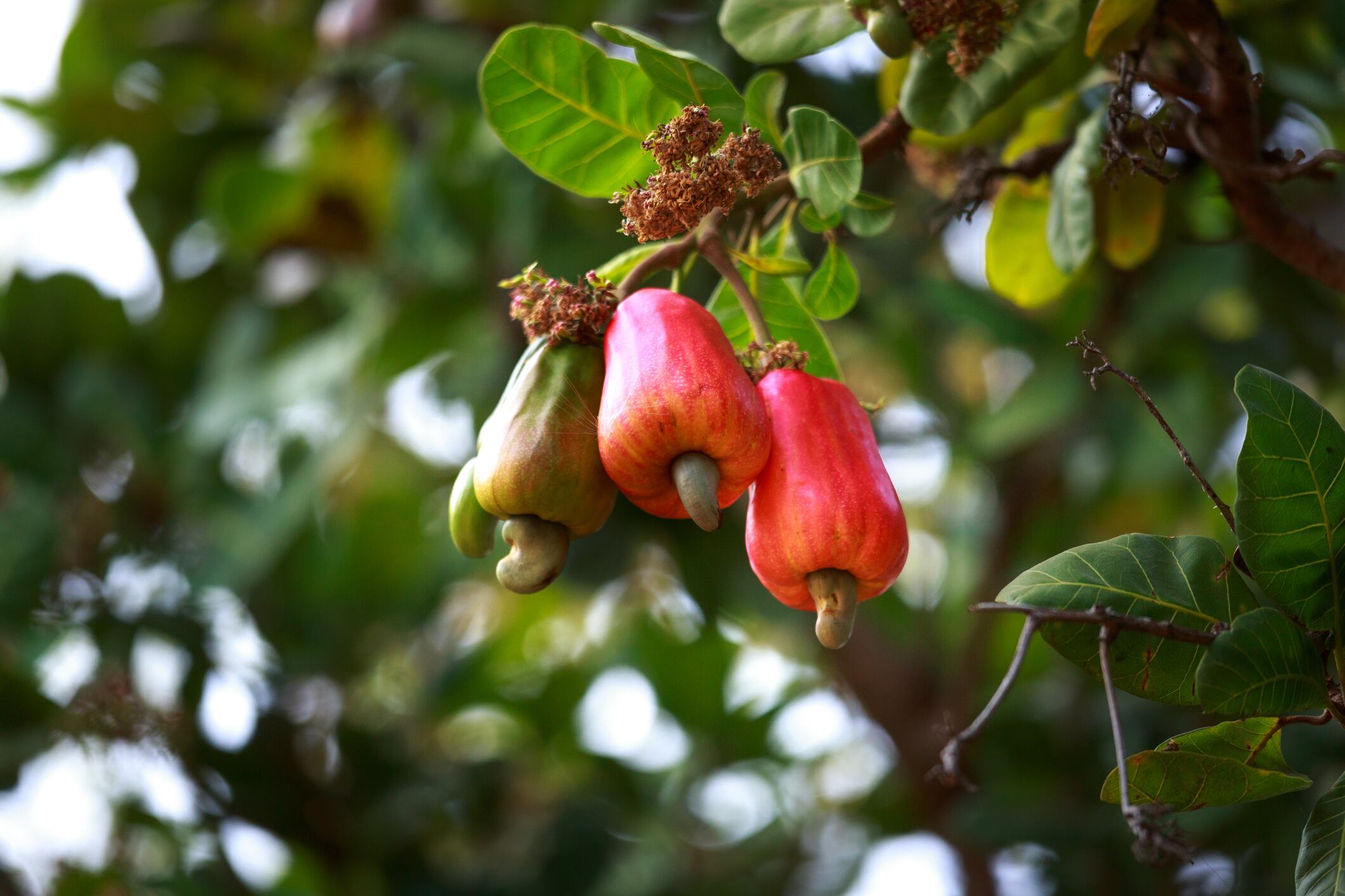Cashew leaf extract offers anti-wrinkle, skin boosting potential