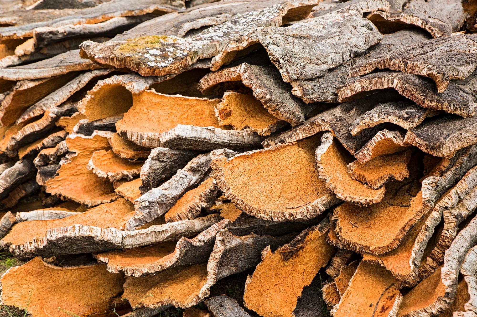 Cork extracts improve antioxidant function in cosmetic formulations