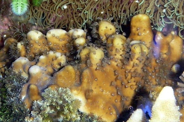 Coral relief: Kose says seven sunscreen UV protection agents don't harm coral growth