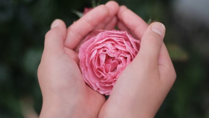 A rose by any other name: Researchers cultivate rose petal calluses as alternative fragrance source