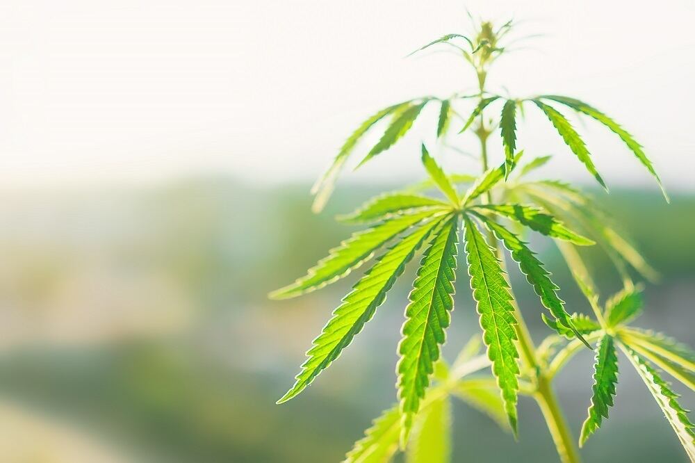 The CBD trend looks like a gold rush, but regulation remains a big obstacle