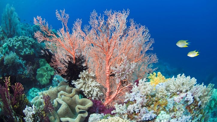 Safety overkill? How the rise of ‘coral safe’ sunscreen could hinder future formulations
