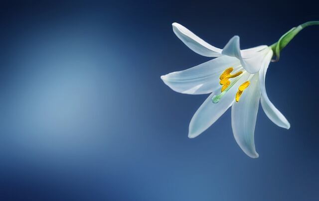 5 ways biotech is working for the fragrance industry