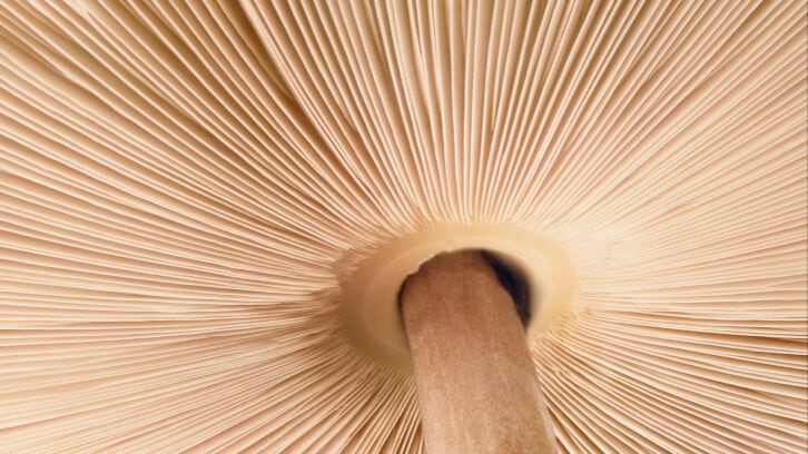 New study demonstrates endophytic fungi show promise for natural cosmetic pigments 