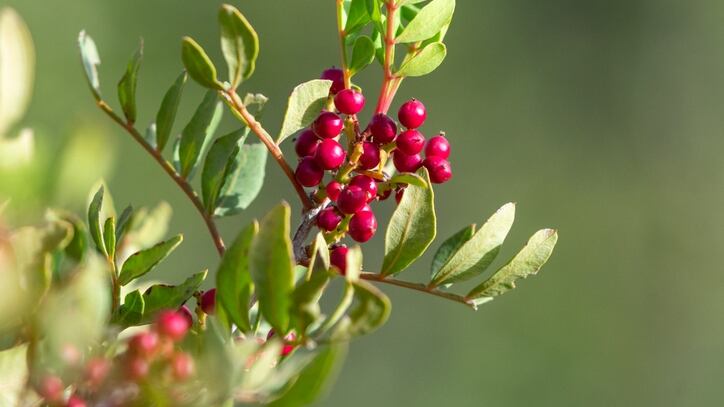 Atlas-pistachio-as-a-source-or-natural-cosmetic-ingredients.jpg