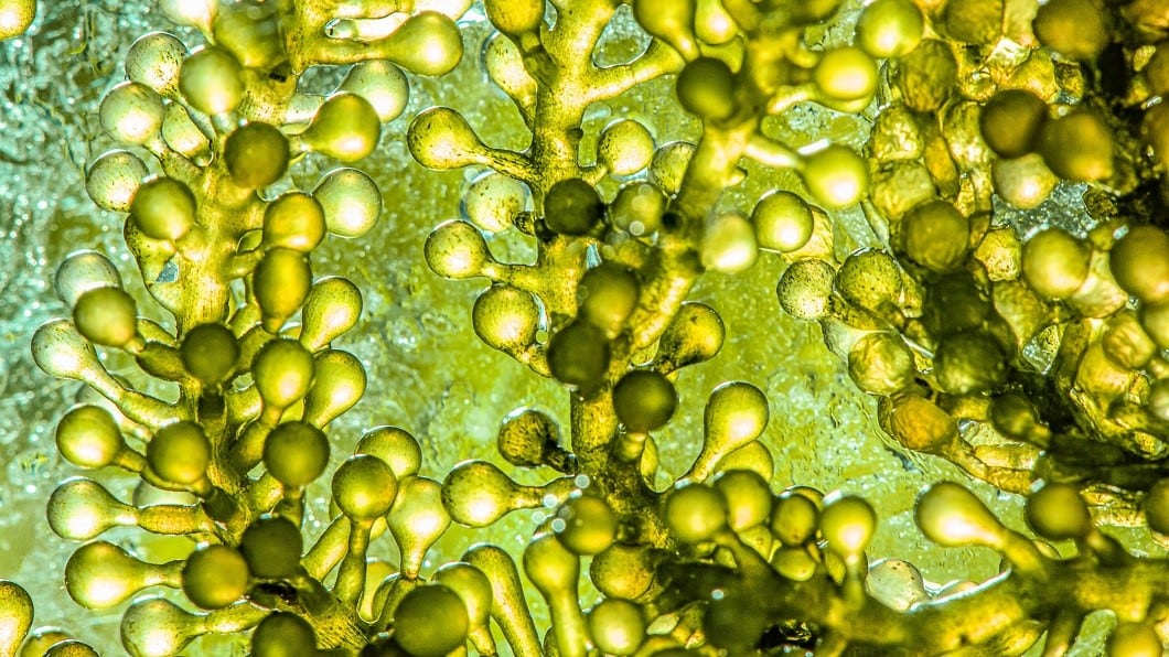 New wave H2O: Tapping into fruits, vegetables and plants as alternative sources of water