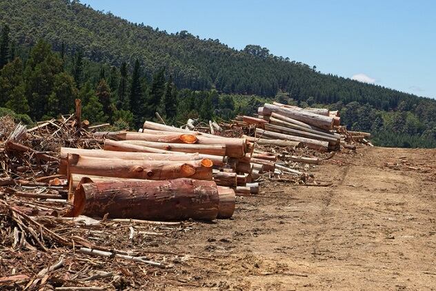 Unilever advances zero-deforestation initiative