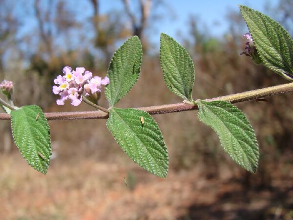 Lippia-Alba-courtesy-of-Wikipedia.png