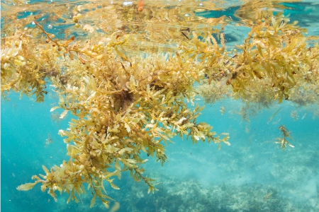 4-Sargassum.png