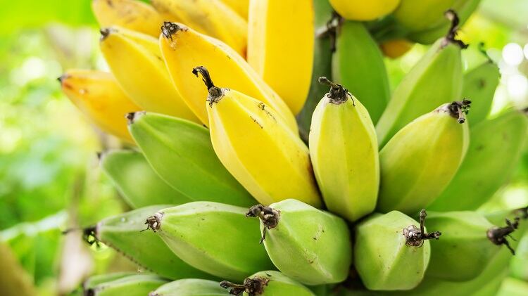 Is-beauty-going-bananas.jpg