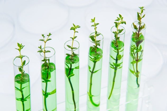 Cibus picks up another patent for non-transgenic gene editing technology