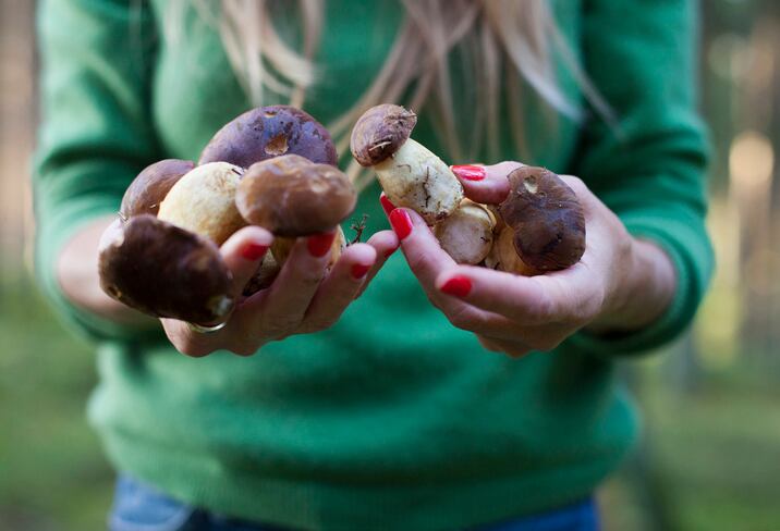 A mushroom ‘renaissance’? Immunity, skin health and wellness promise in cosmetics – Review