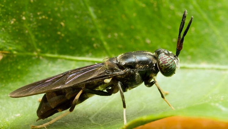 Insect ingredients specialist EnviroFlight expands R&D for cosmetic inputs