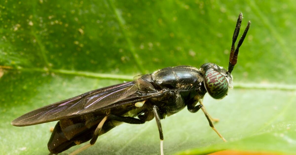 Insect ingredients specialist EnviroFlight expands R&D for cosmetic inputs