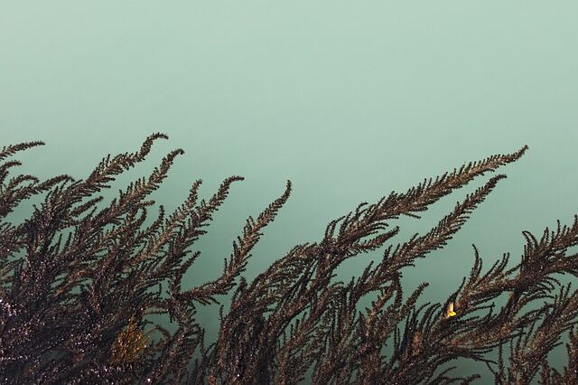 Algae has a big role in the future of global beauty