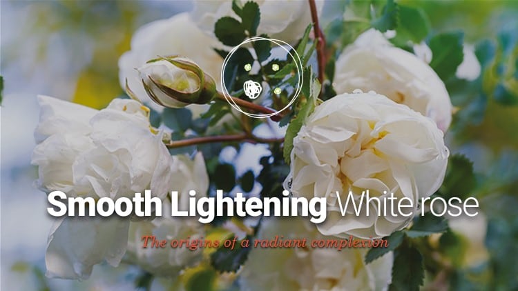 White rose cells for a global radiance effect