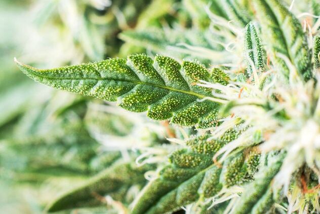 What you missed at CEW’s ‘future of cannabis in beauty’ event