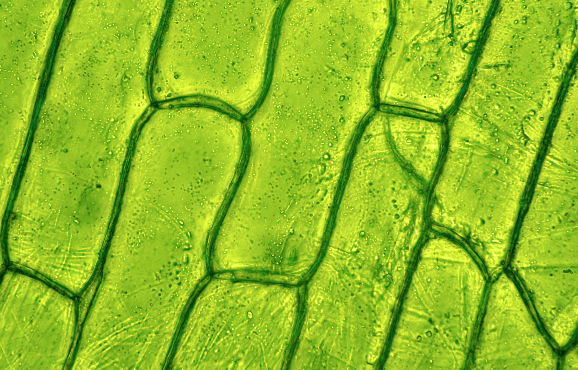 Use-of-plant-stem-cells-in-topical-formulations-on-the-rise.jpg