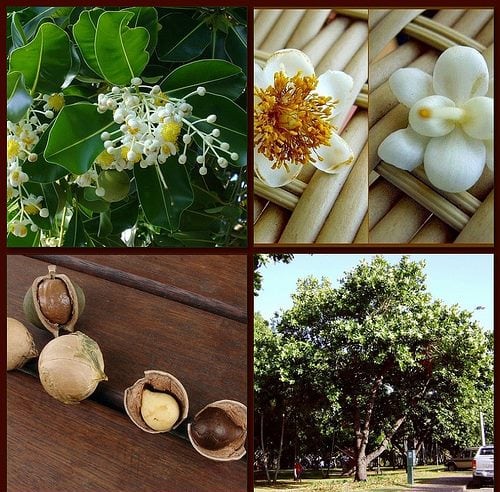 Rau-Hotu-ingredients.png
